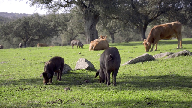 伊比利亚猪和利木赞牛在草地上吃草视频下载