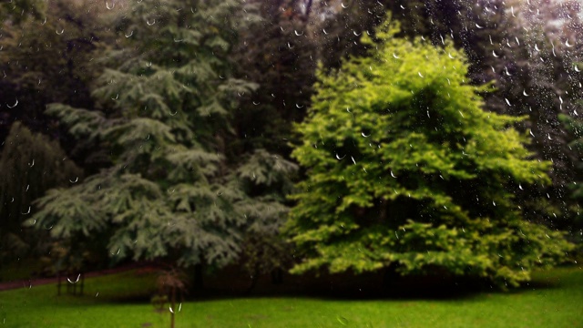 下雨时公园里的云杉。窗外的景色。雨滴落在玻璃上。视频素材