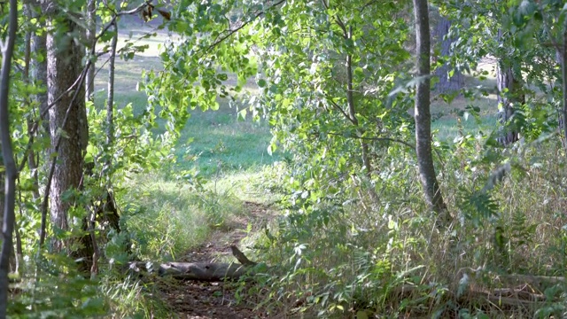 爱沙尼亚森林中央的小路视频素材