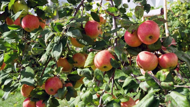 树上成熟的苹果视频素材