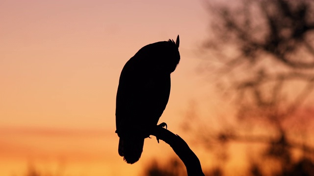 黎明时分一只大角猫头鹰的剪影视频素材
