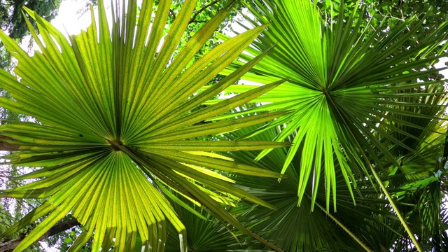 黄色和绿色的棕榈叶与阳光视频下载
