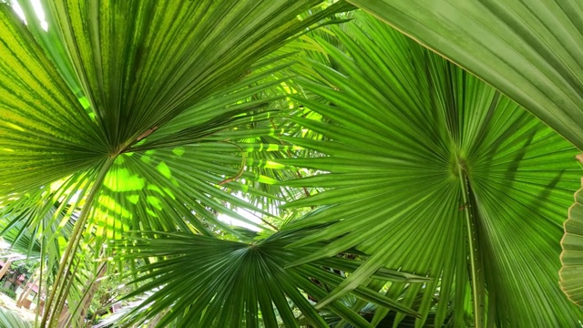 绿色的棕榈叶与后面视频下载