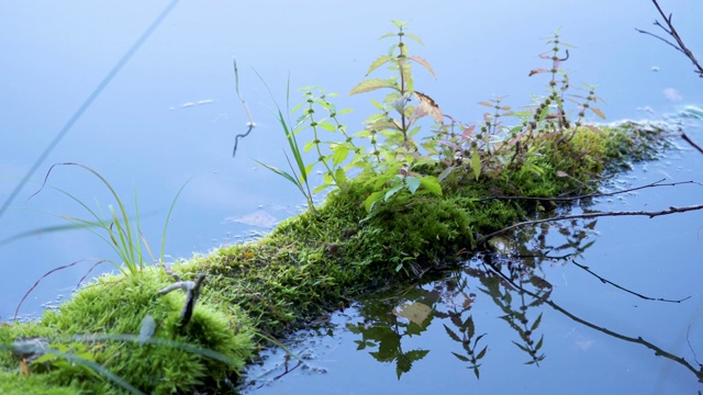 爱沙尼亚森林里湖面上漂浮的植物视频素材
