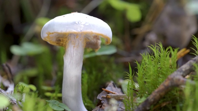 在爱沙尼亚的森林里，一个直立的白色蘑菇视频下载