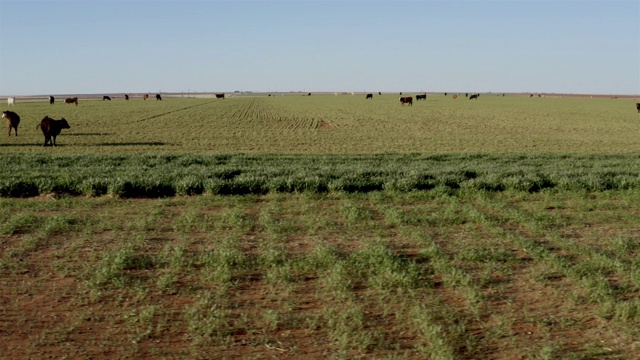 德克萨斯州西部景观:田园牧场视频素材