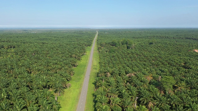 棕榈油种植园鸟瞰图视频素材
