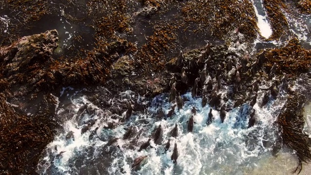 一群洪堡企鹅在海洋中的海藻中游泳/蓬圣胡安，秘鲁，南美洲视频素材
