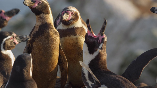 洪堡企鹅用叫声来吸引配偶/南美洲秘鲁的圣胡安岬视频下载