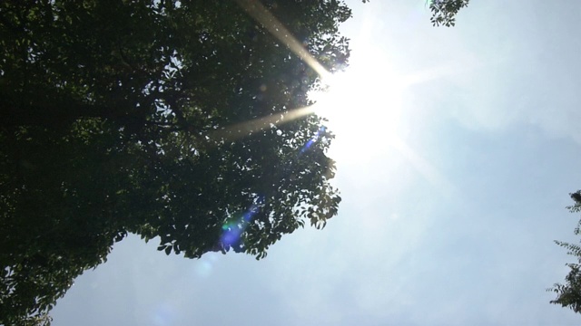 阳光透过树叶，东京，日本视频下载