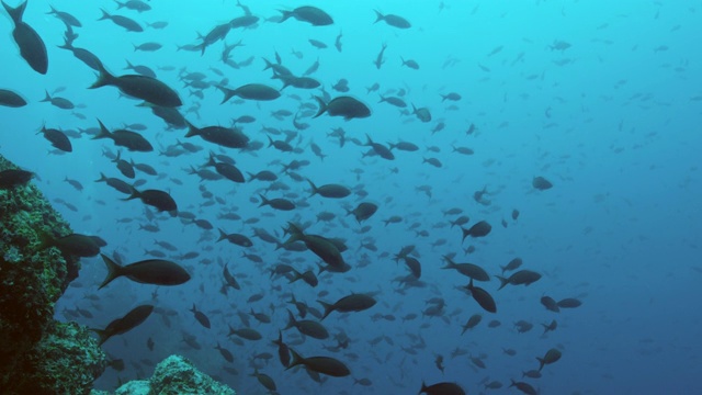 水下鱼群/莫桑比克海峡，莫桑比克，非洲视频下载
