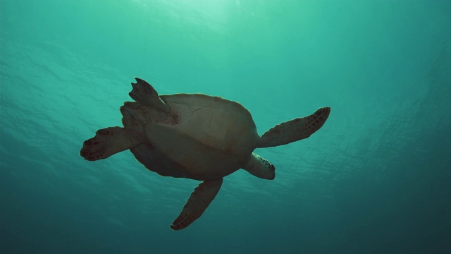 海龟在水下游泳/莫桑比克海峡，莫桑比克，非洲视频素材