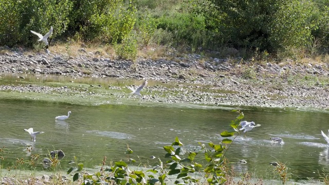成群结队到河里捕鱼的水鸟视频素材