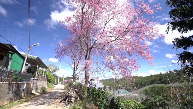 樱花盛开在通往村庄的泥土路上视频素材