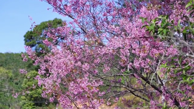 樱桃杏枝在春天开花视频素材