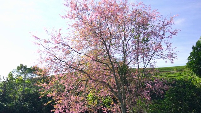 咖啡山上的樱桃杏树开花了视频素材