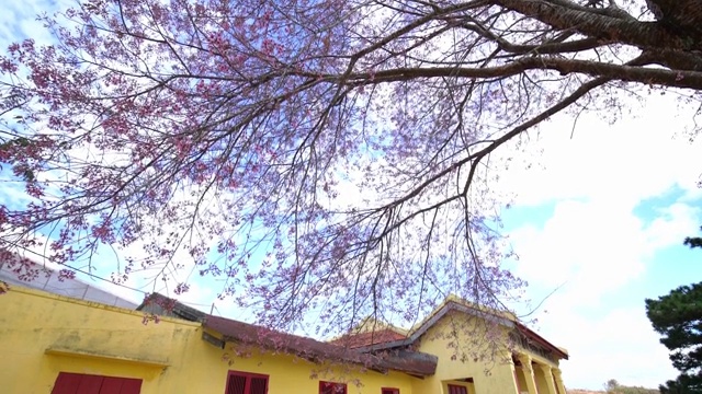 古庙旁的樱桃树杏花盛开视频素材