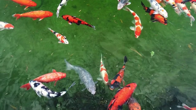 五颜六色的锦鲤在湖里游泳视频素材