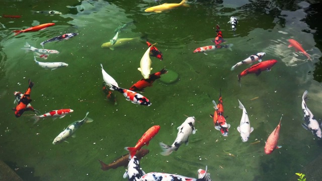 五颜六色的锦鲤在湖里游泳视频素材