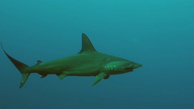 光滑双髻鲨水下/莫桑比克海峡，莫桑比克，非洲视频素材