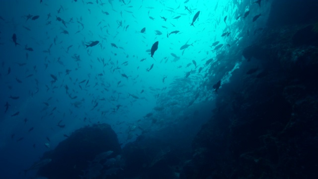 水下的鱼群/苏拉威西岛，印度尼西亚视频素材