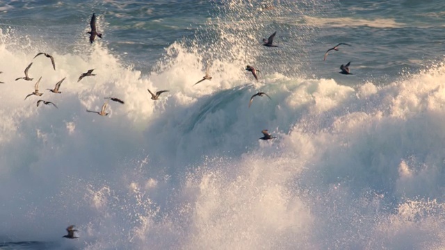 鸟群飞过异常巨浪/蓬圣胡安，秘鲁，南美洲视频素材