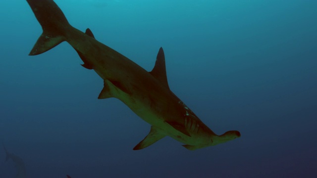 水下光滑双髻鲨群/莫桑比克海峡，莫桑比克，非洲视频素材