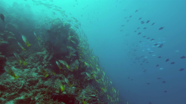 水下鱼群/莫桑比克海峡，莫桑比克，非洲视频素材