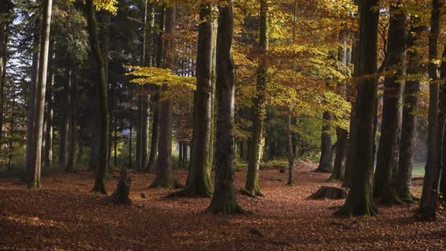 阳光穿过树枝，照耀着秋日的森林视频素材