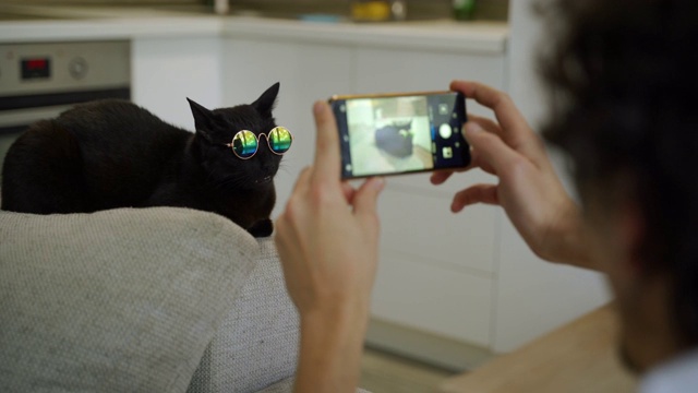 非常有趣的猫戴着太阳镜和粉红色的蝴蝶结摆姿势拍照视频下载