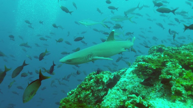 水下鲨鱼和鱼群/莫桑比克海峡，莫桑比克，非洲视频素材