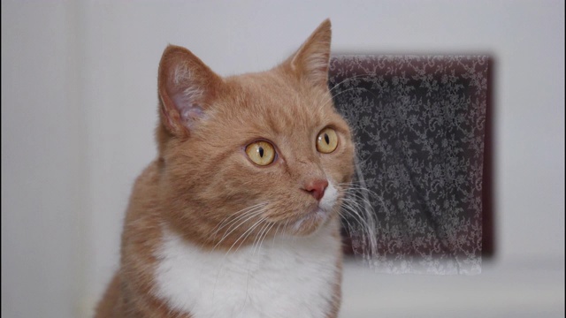 虎斑猫的眼睛在靠近窗户的窗帘Cinemagraph环视频下载