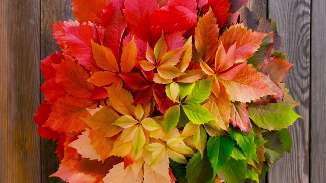 色彩斑斓的秋叶在质朴的木质背景与复制空间视频下载