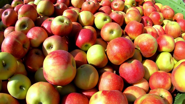 苹果收获后放在一个盒子里，农民们在果园里摘苹果视频素材
