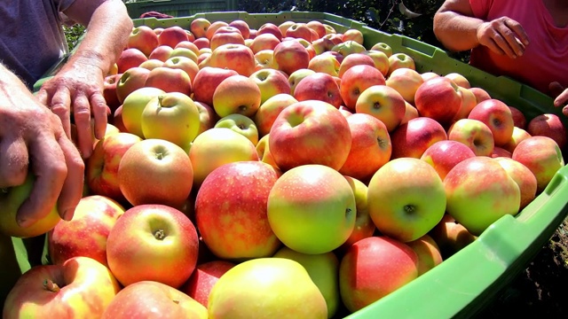 苹果收获后放在一个盒子里，农民们在果园里摘苹果视频素材