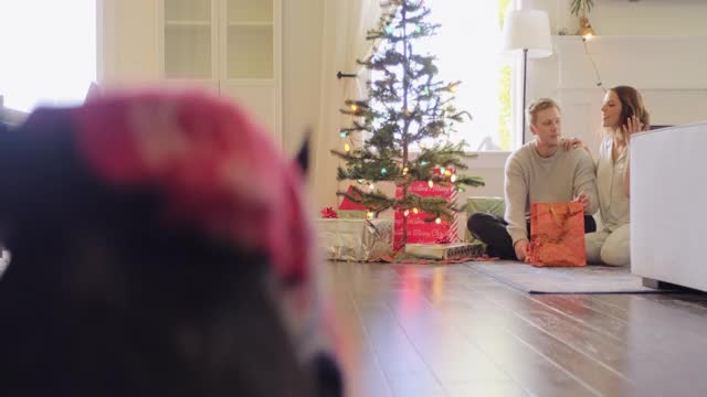 波士顿梗犬和他的家人庆祝圣诞节视频下载