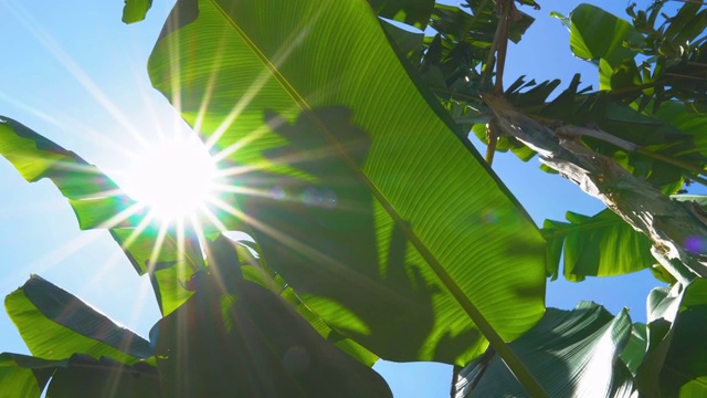 低角度的绿色香蕉叶子与阳光透过树叶与光线和风吹在蓝色的天空视频下载