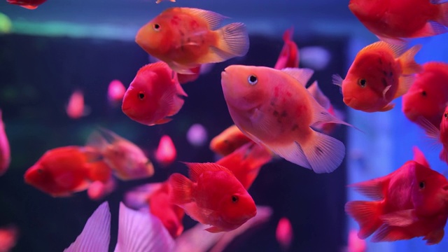 红色的鱼在水族馆里游泳视频素材