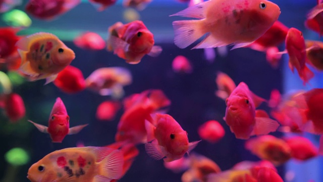 红色的鱼在水族馆里游泳视频素材