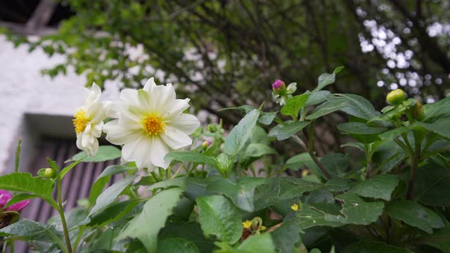 一朵盛开的白花的细节视频下载