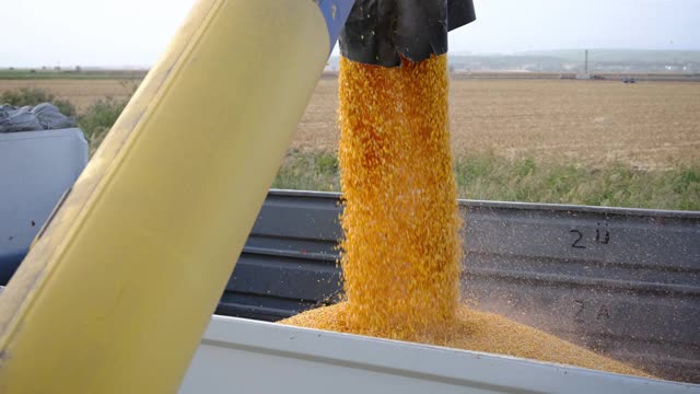 农业机械上的玉米收获视频素材