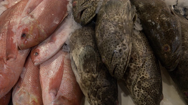 鱼市出售红鲷鱼及黑斑石斑鱼视频下载