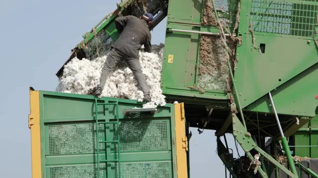 一名农业工人将收获的棉花从收割机中倾倒到拖车中。视频素材