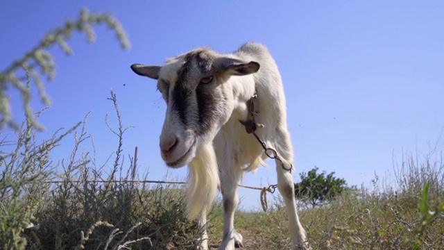 山羊被绑在草地上挠着头视频素材
