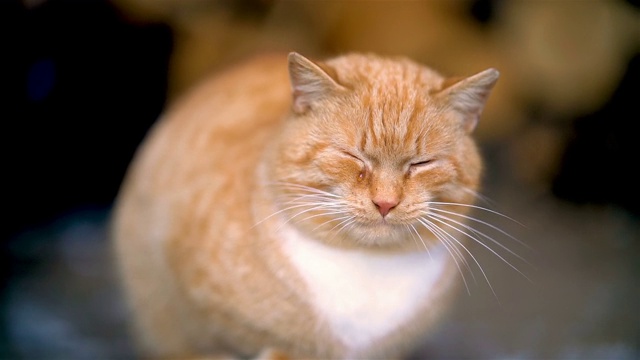 悲伤的红发猫正在哭泣，舔着胡子，露出牙齿视频下载