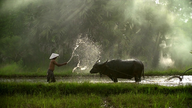 亚洲稻农用水牛的传统方式犁地，为雨季做准备视频下载