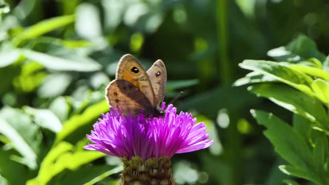 黑色和橙色的蝴蝶在粉红色的花上飞行和进食，昆虫在植物上和蝴蝶在花上。视频素材