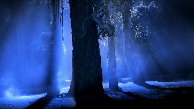 蓝色雾森林视频素材