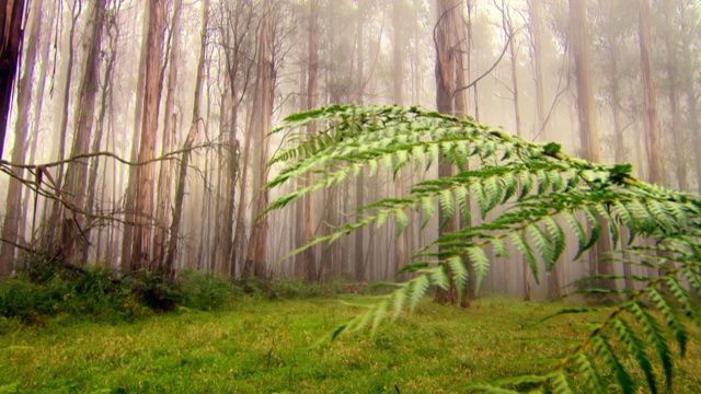 序列雾山白蜡树森林，澳大利亚视频素材