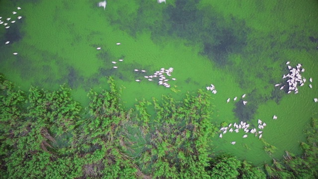 普雷斯帕湖的斑点鸟鹈鹕视频素材